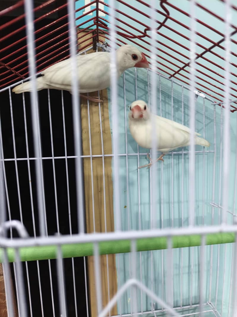 white java young pair with cage 4
