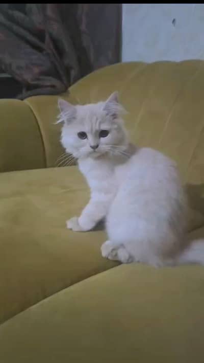 Cat . Turkish angora