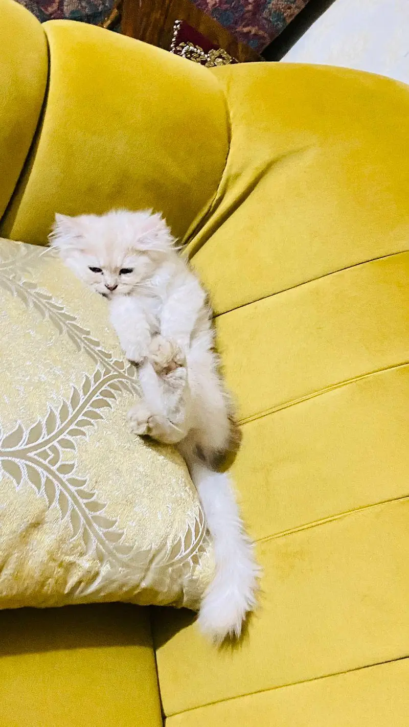 Cat . Turkish angora — photo 2