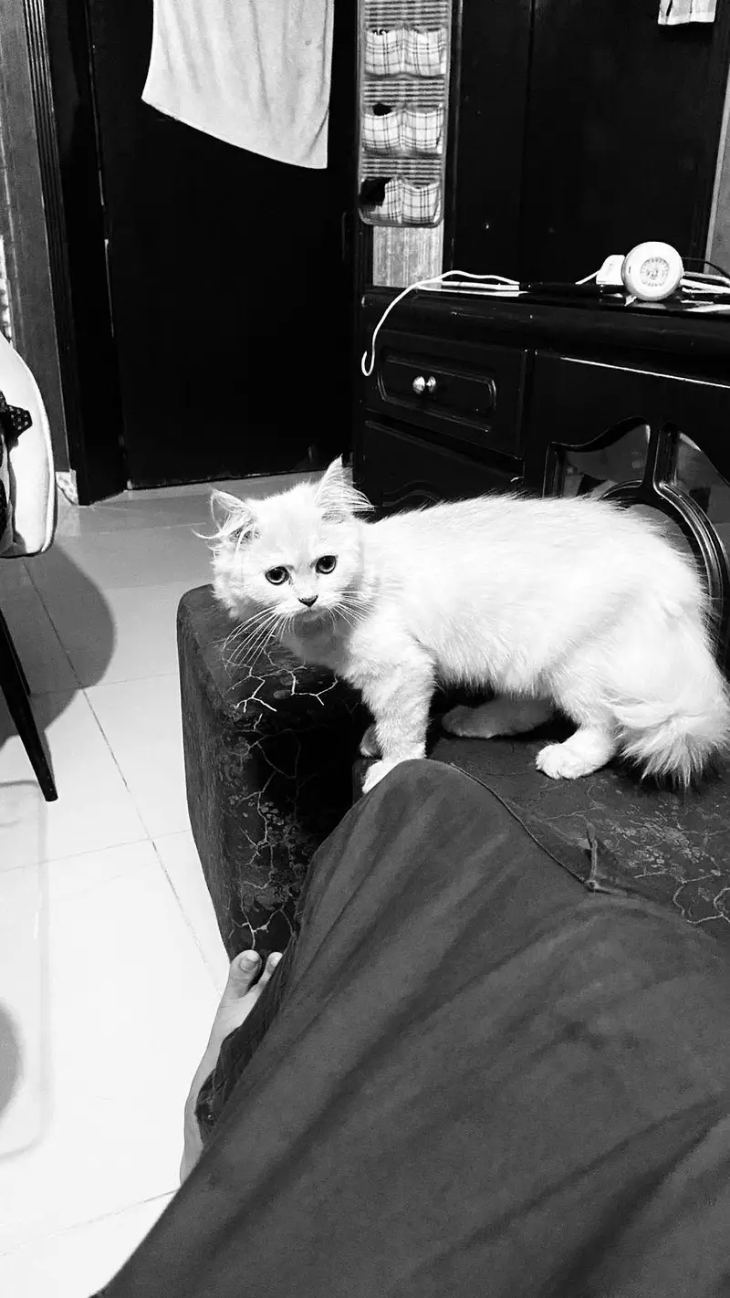 Cat . Turkish angora — photo 3