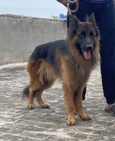 Pink pedigree Long Coat German shephard  Dog for Sale