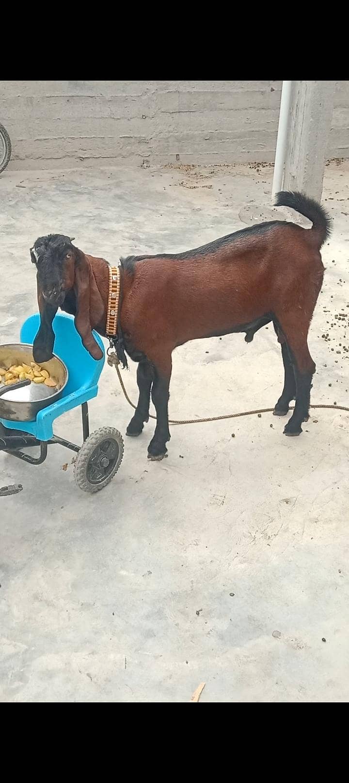 Goats 2