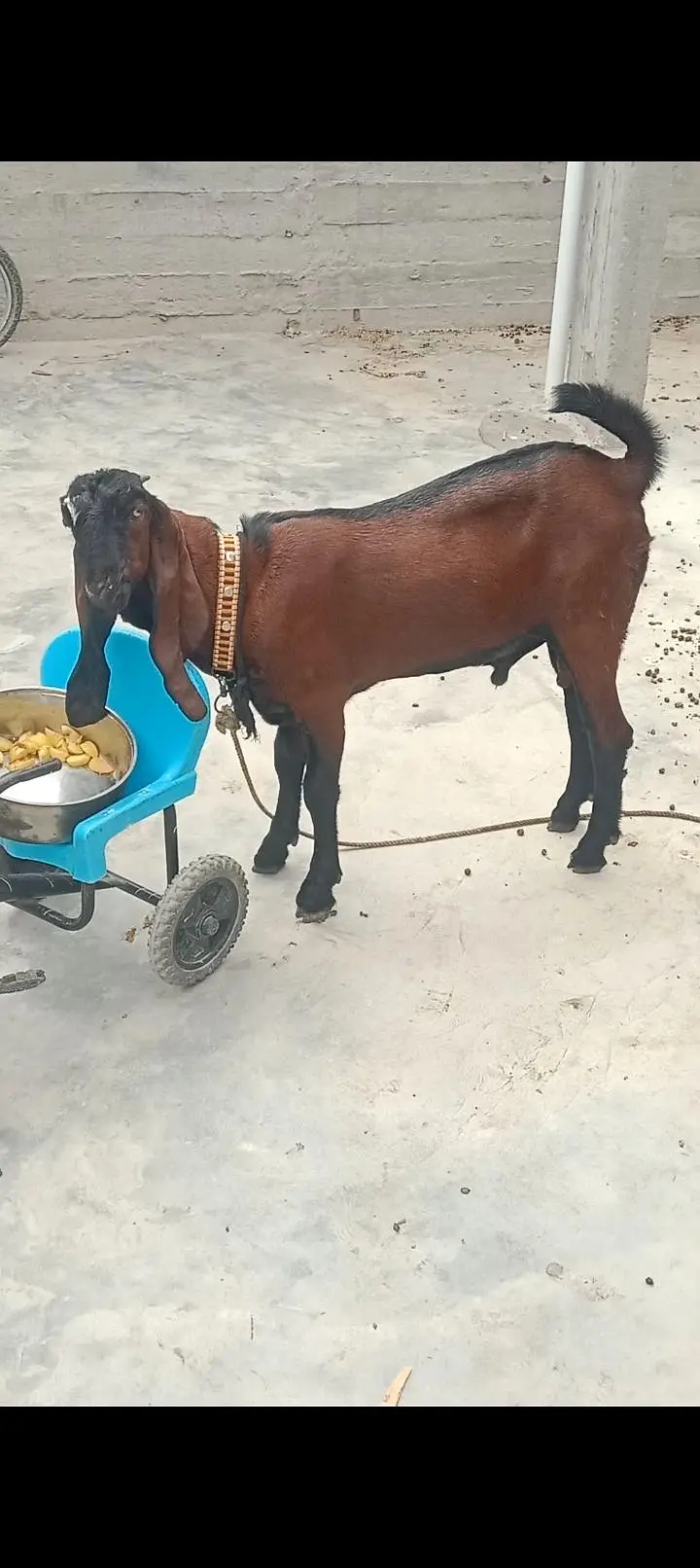 Goats — photo 3