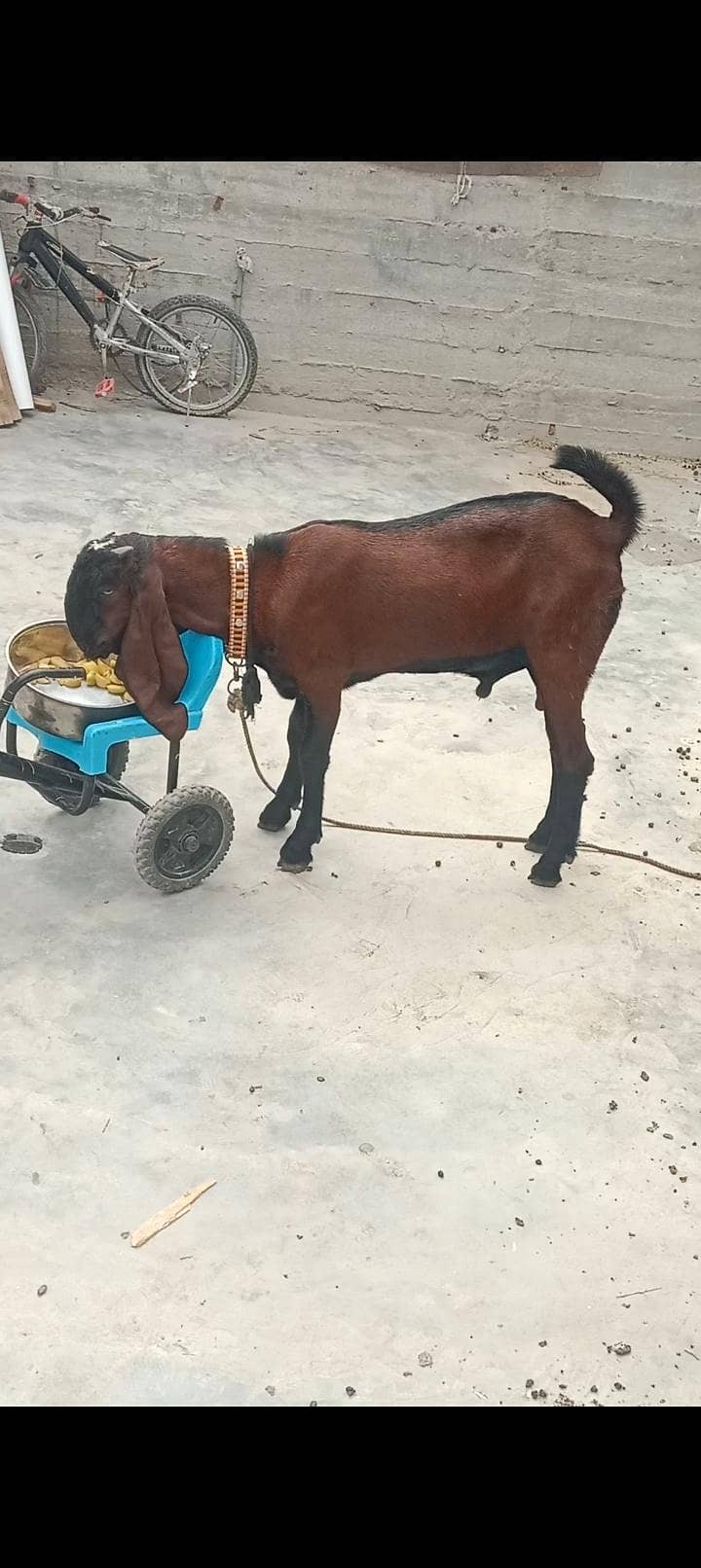 Goats 3