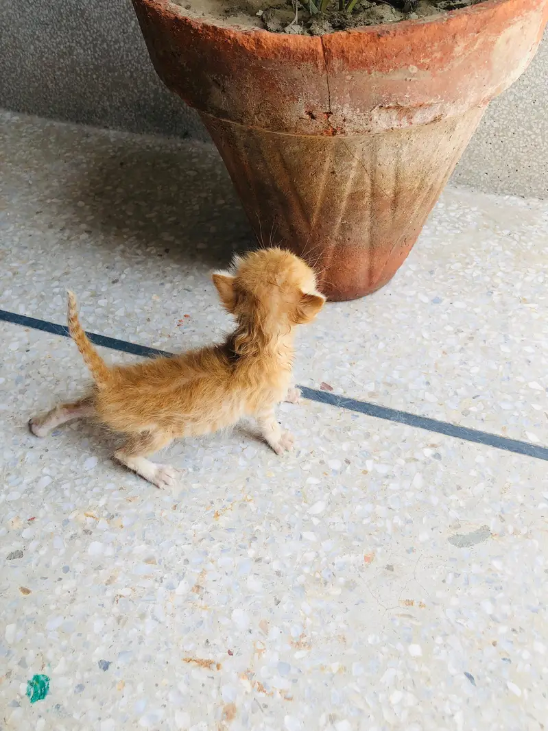 brown kitten for adoption