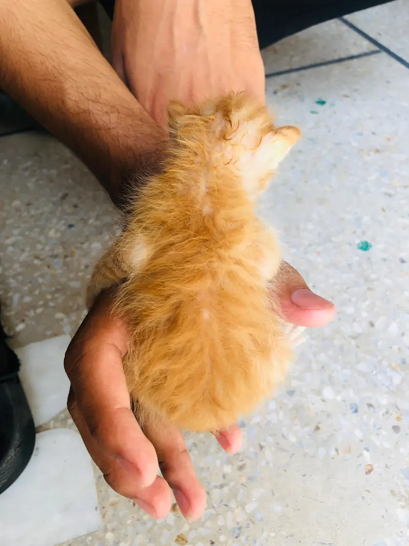 brown kitten for adoption — photo 2