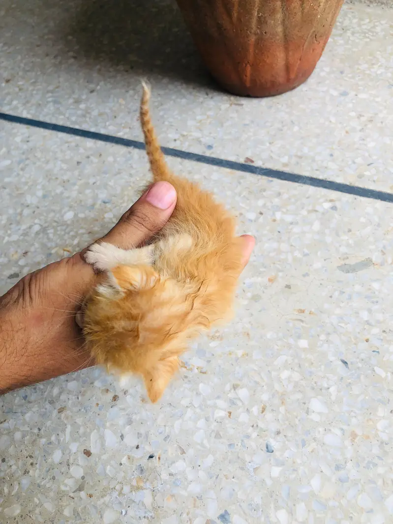 brown kitten for adoption — photo 3