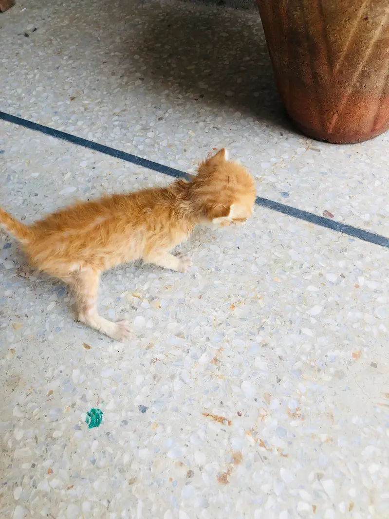 brown kitten for adoption — photo 4