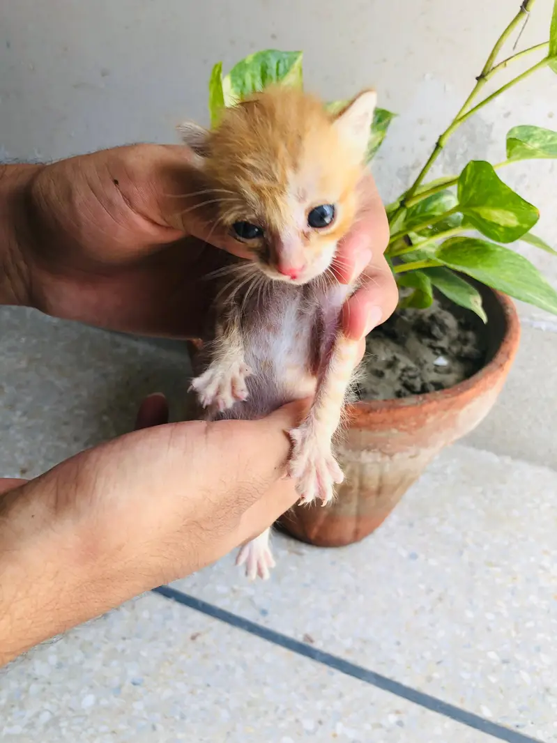 brown kitten for adoption — photo 5