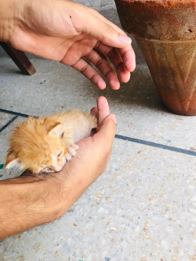 brown kitten for adoption — photo 6