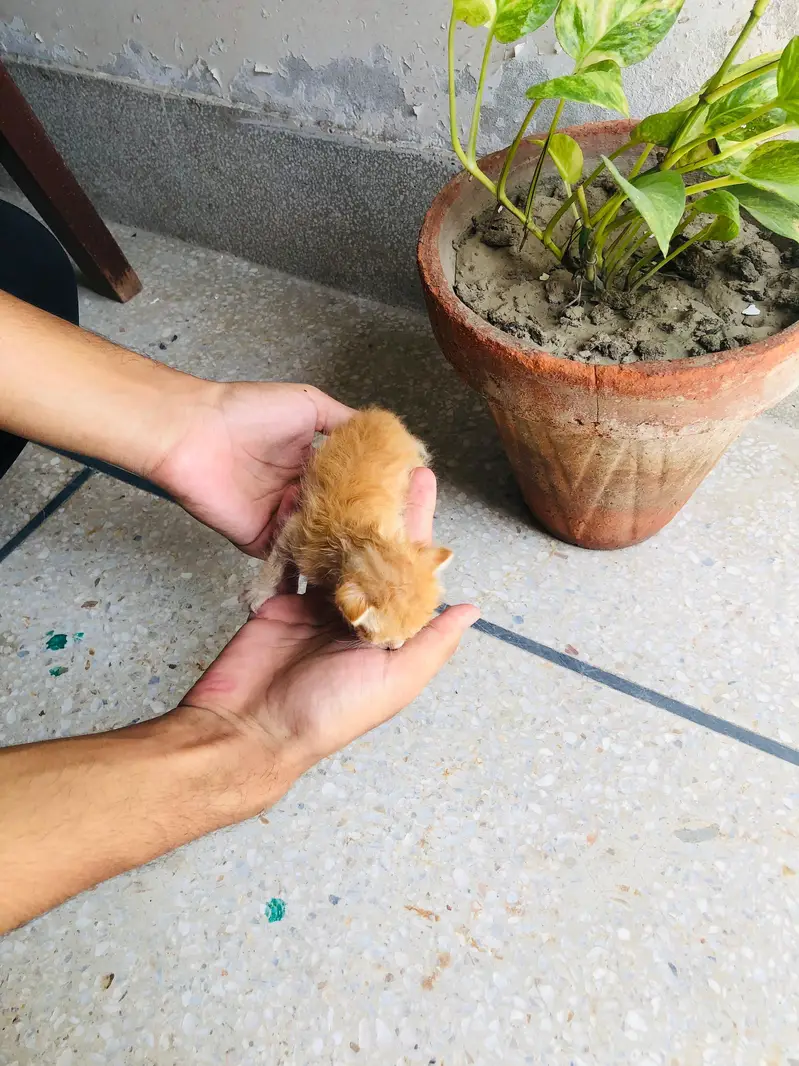 brown kitten for adoption — photo 8