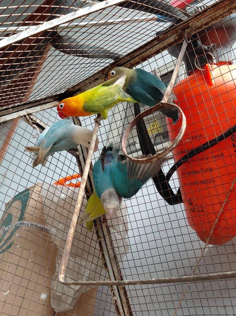Fancy Birds 0