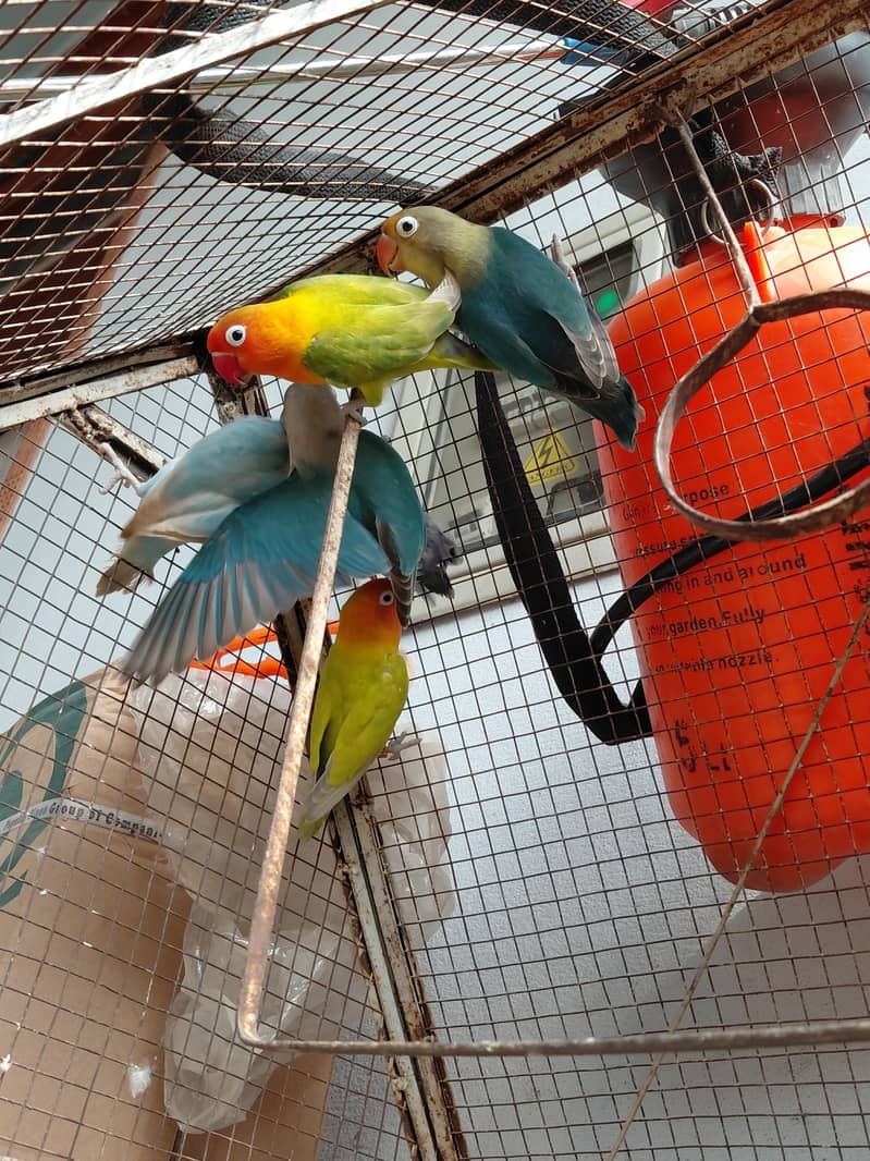 Fancy Birds 1