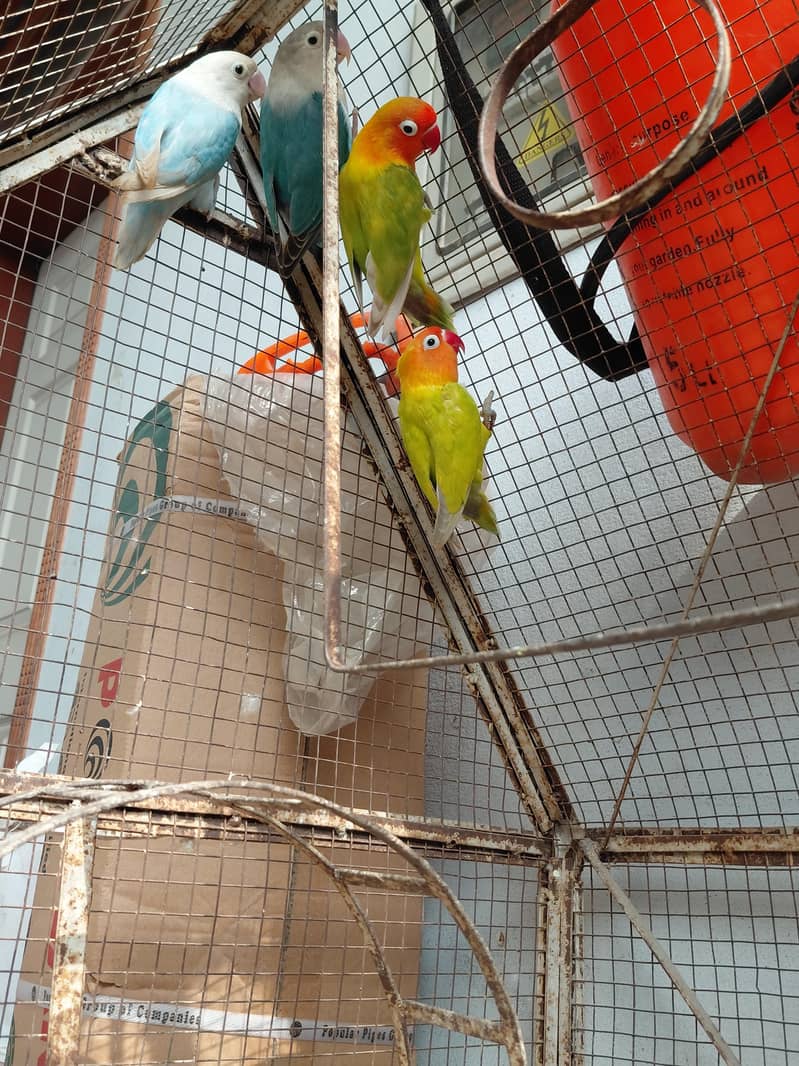 Fancy Birds 2