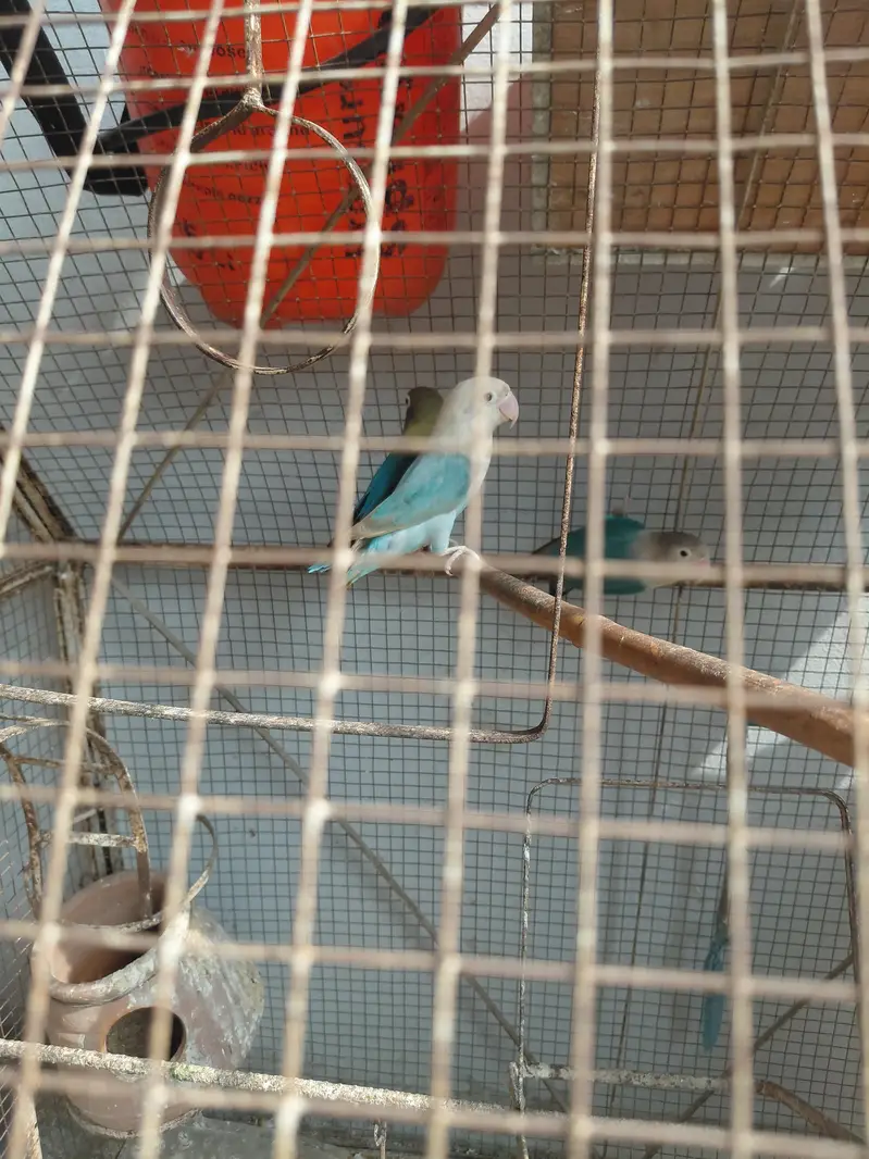 Fancy Birds — photo 4