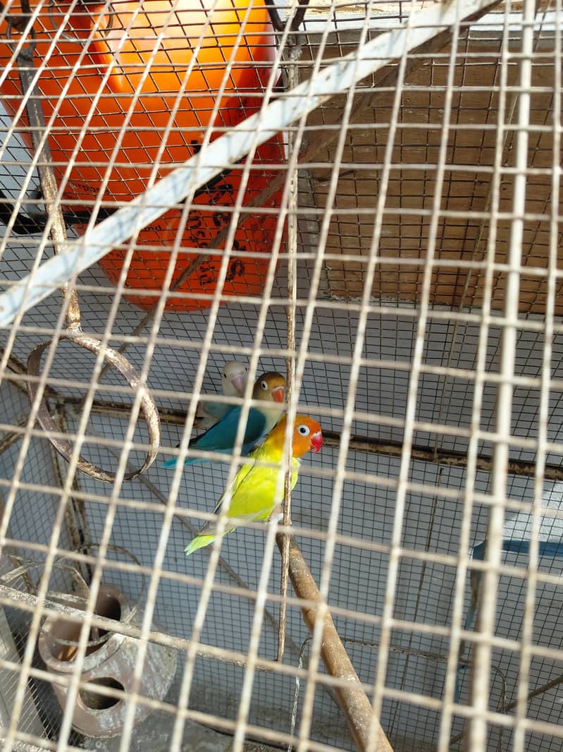Fancy Birds 4