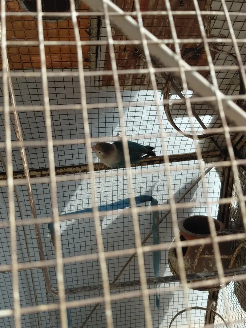 Fancy Birds — photo 6