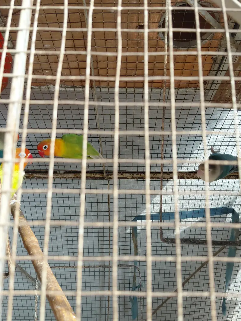 Fancy Birds — photo 7