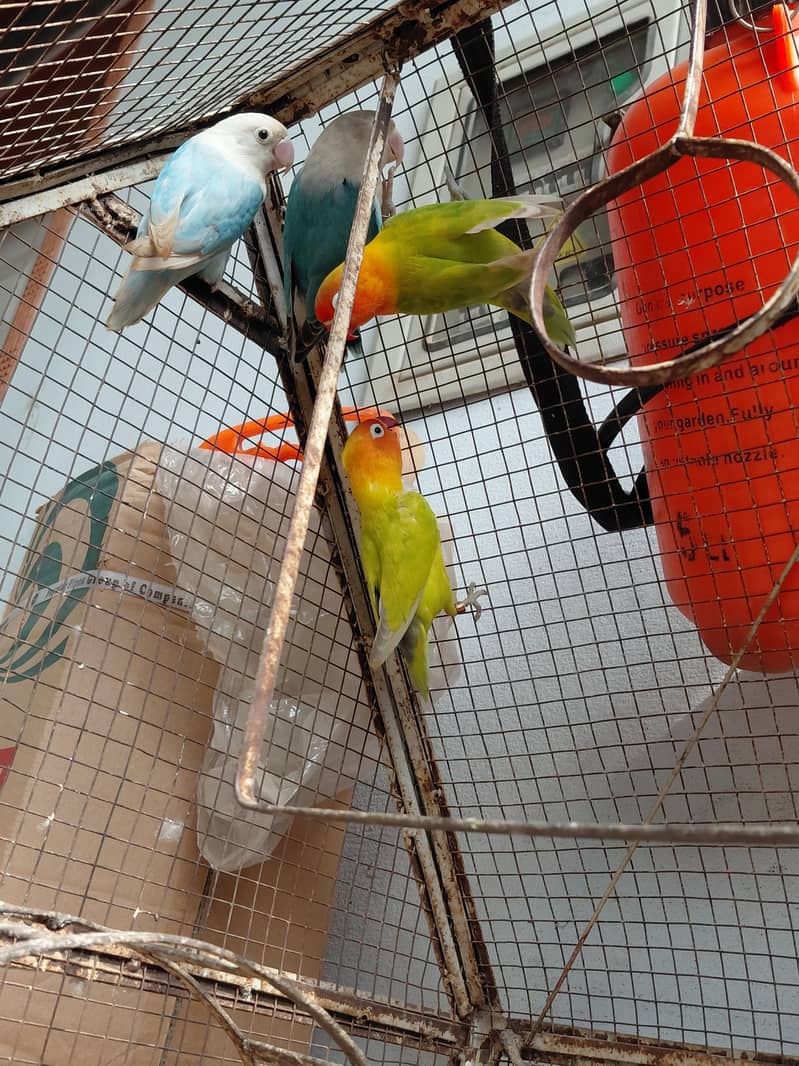 Fancy Birds 7