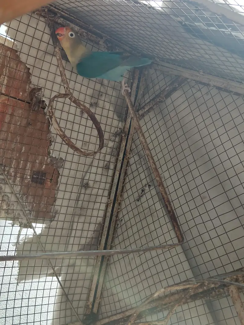 Fancy Birds — photo 10