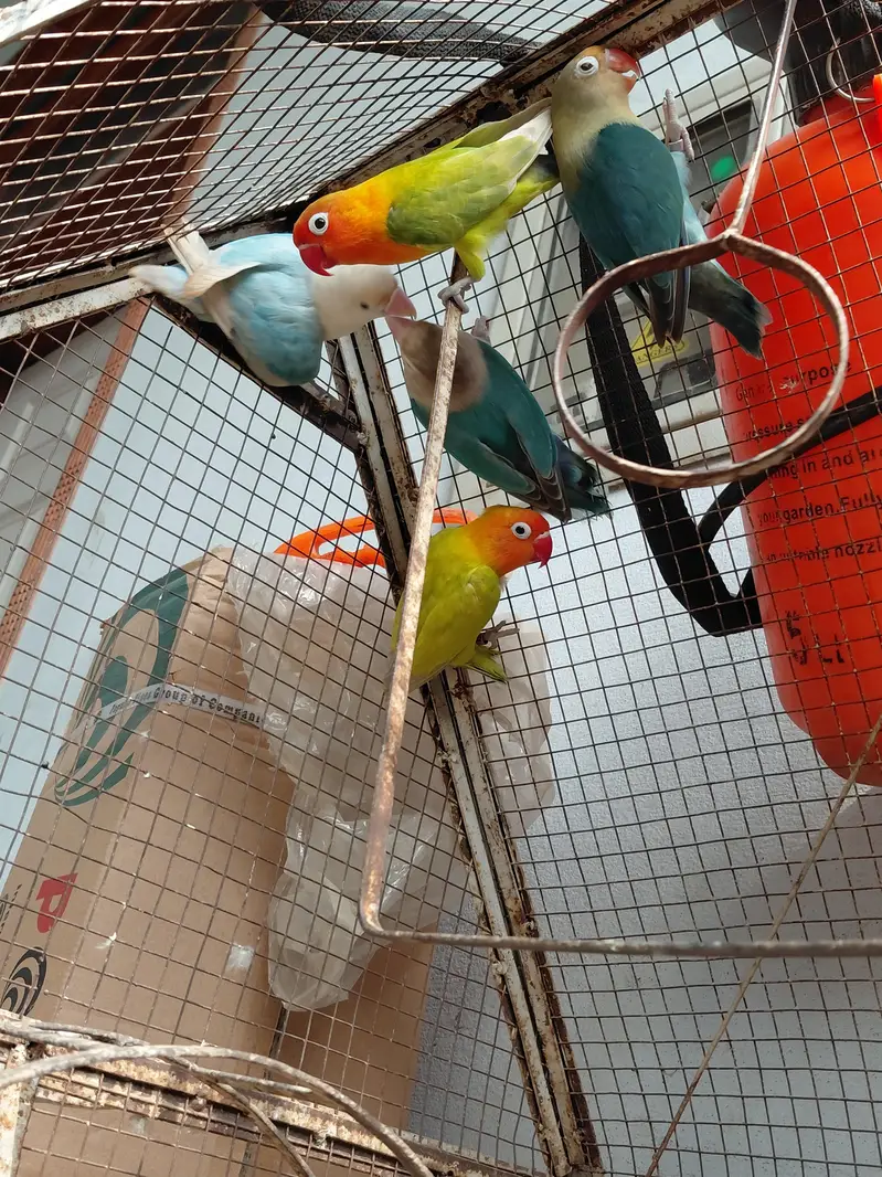 Fancy Birds — photo 11