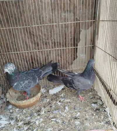 red eyes pegions high flyers 