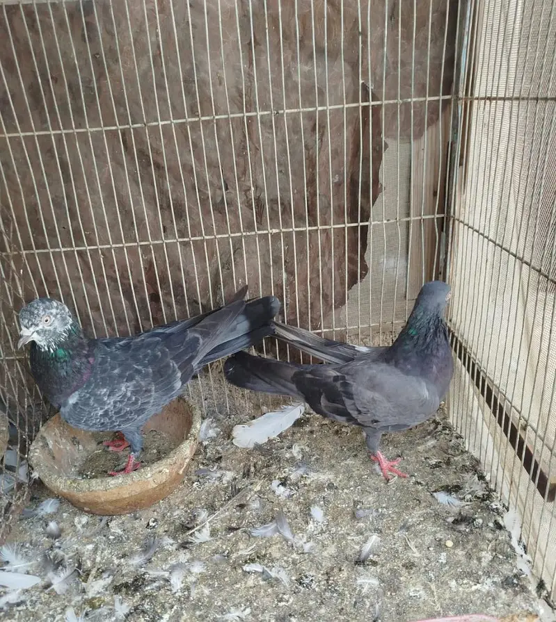 red eyes pegions high flyers 