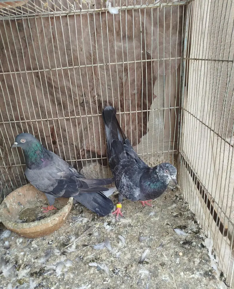 red eyes pegions high flyers  — photo 2