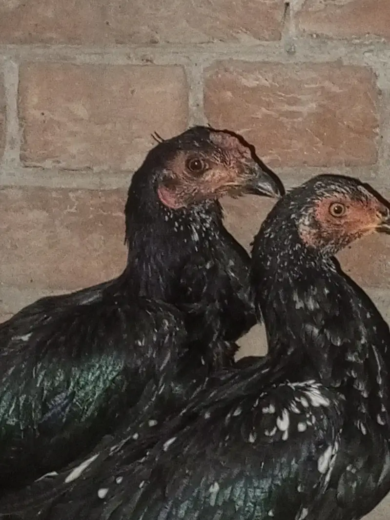 aseel hens for urgent sale — photo 2