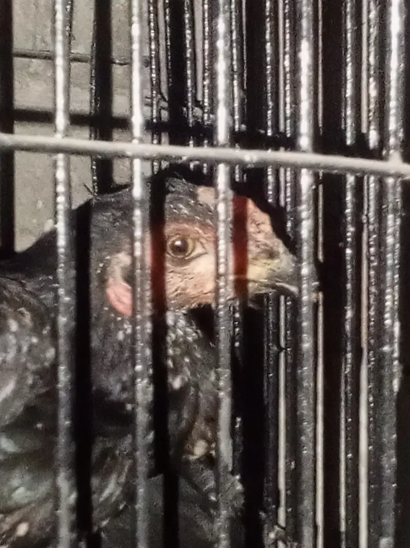 aseel hens for urgent sale — photo 3