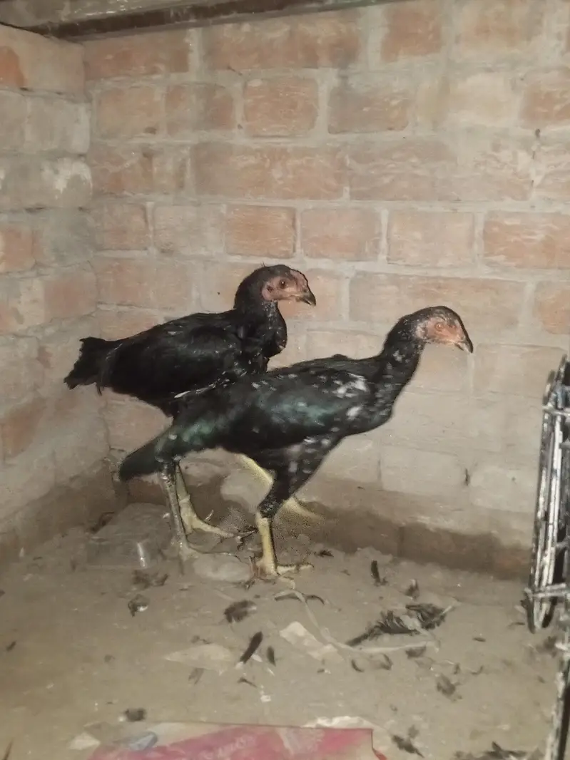 aseel hens for urgent sale — photo 4
