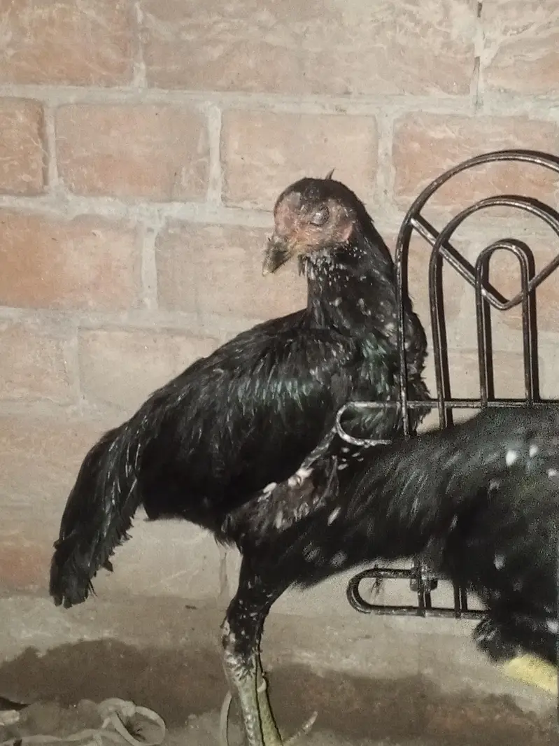 aseel hens for urgent sale — photo 5