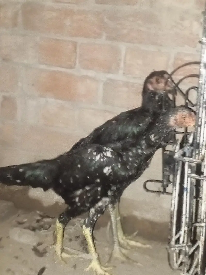 aseel hens for urgent sale — photo 6