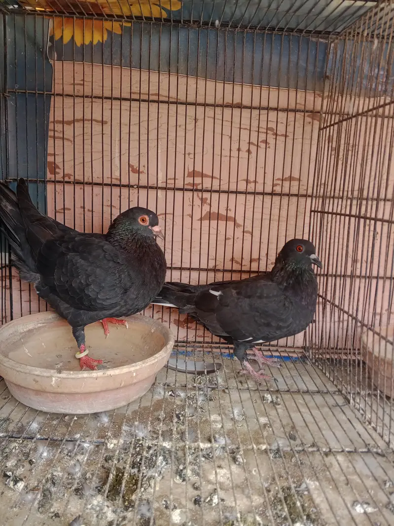 Breeder Pairs For Sale