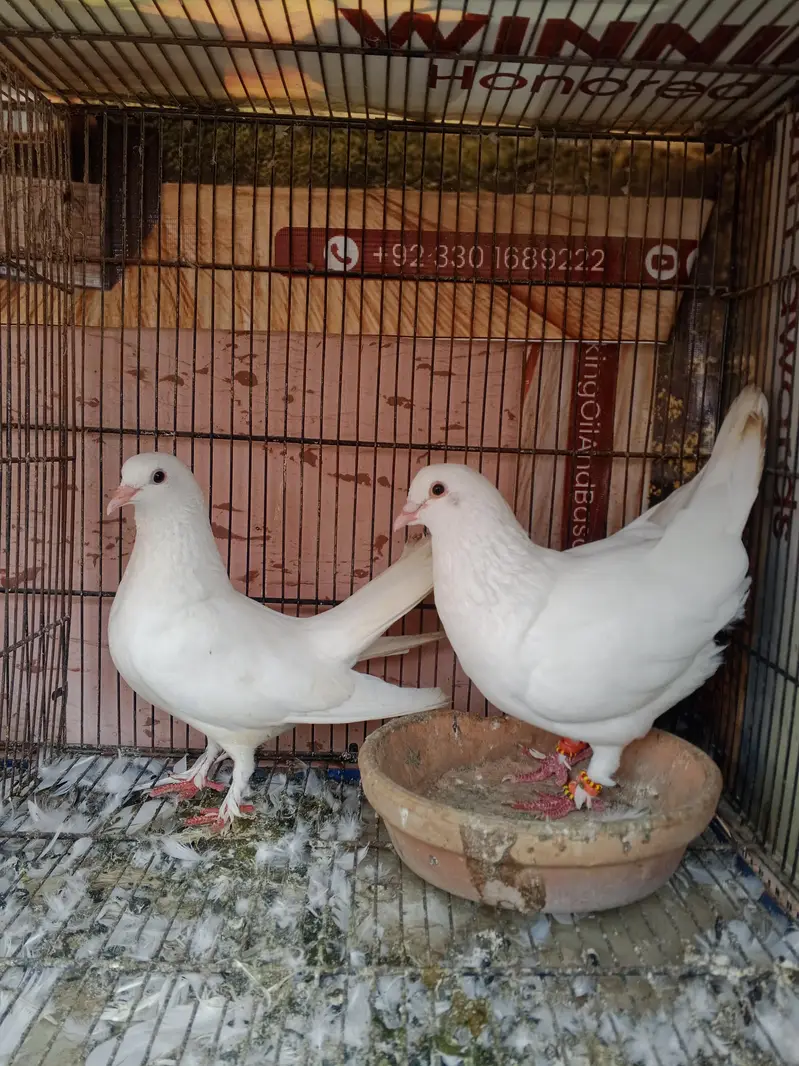 Breeder Pairs For Sale — photo 2
