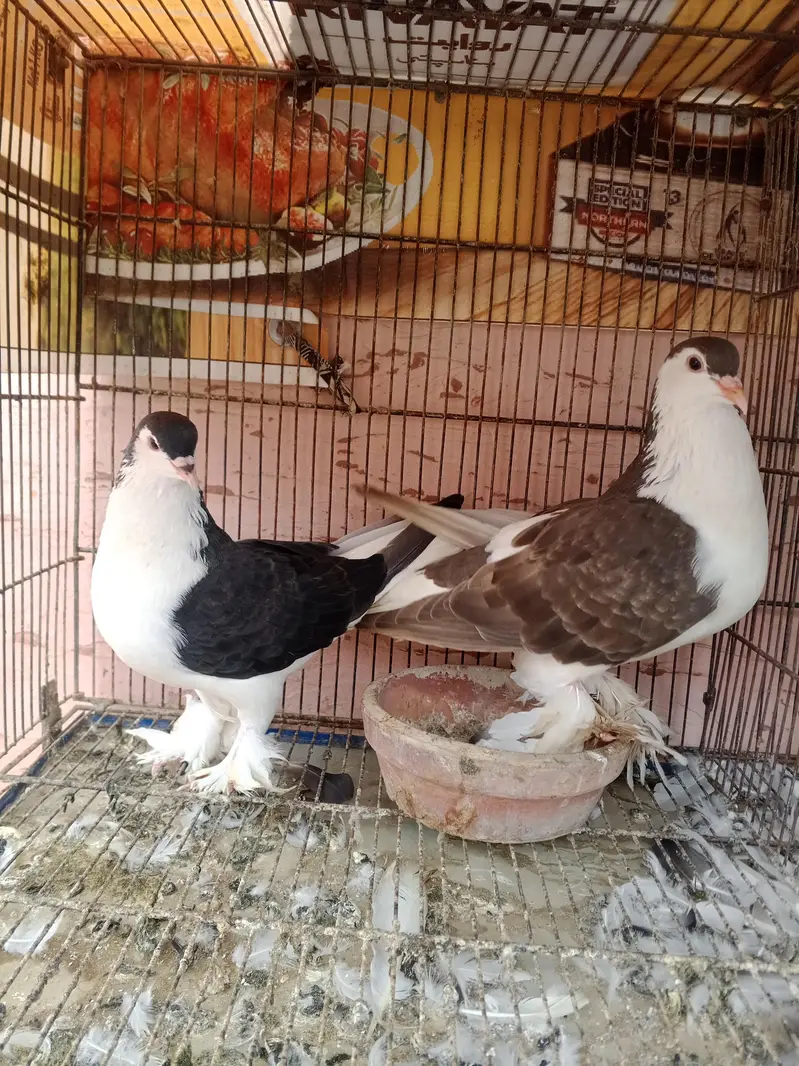 Breeder Pairs For Sale — photo 3
