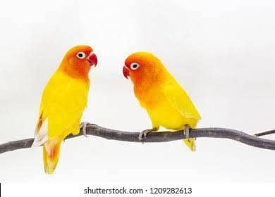 Love Birds