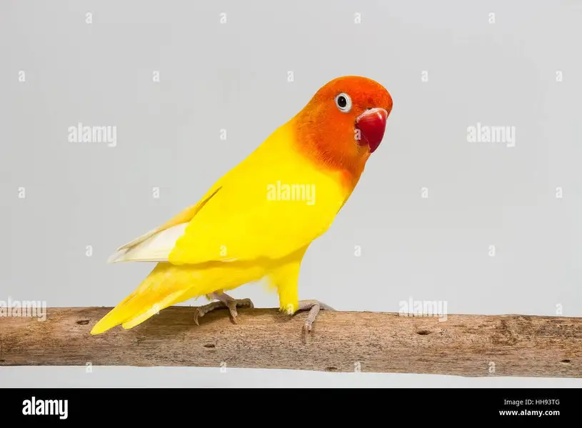 Love Birds — photo 2
