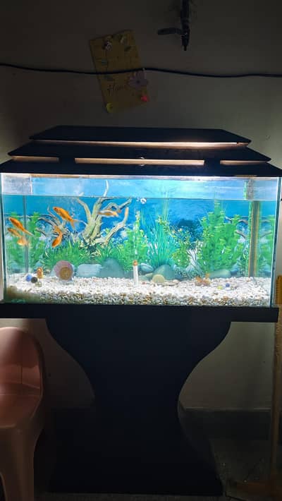 Aquarium & Fishes for sale