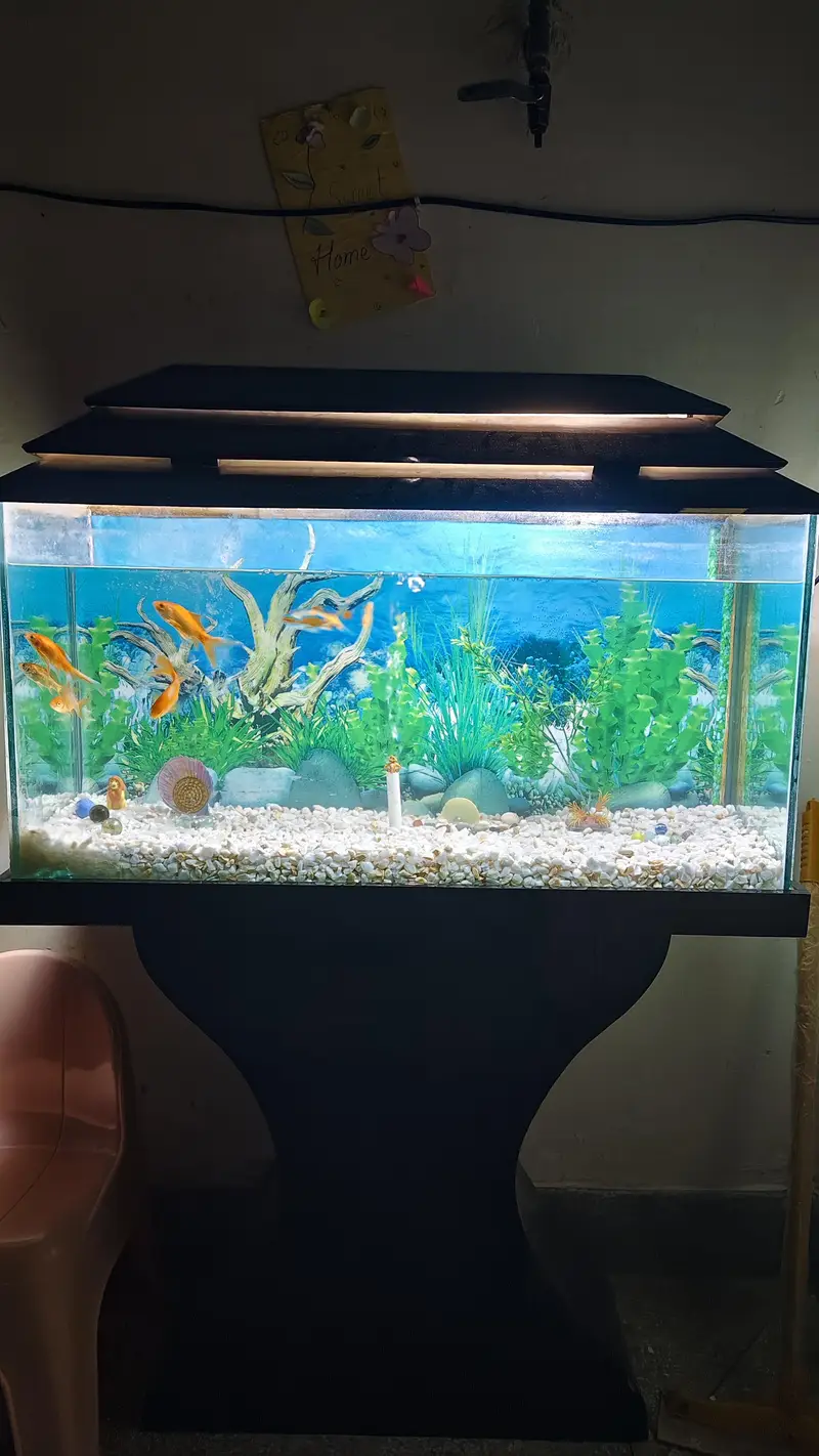 Aquarium & Fishes for sale