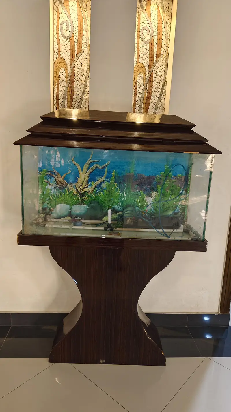 Aquarium & Fishes for sale — photo 2