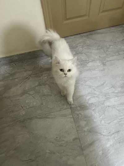 Pure White Persian Cat