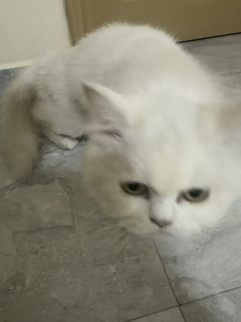 Pure White Persian Cat — photo 2