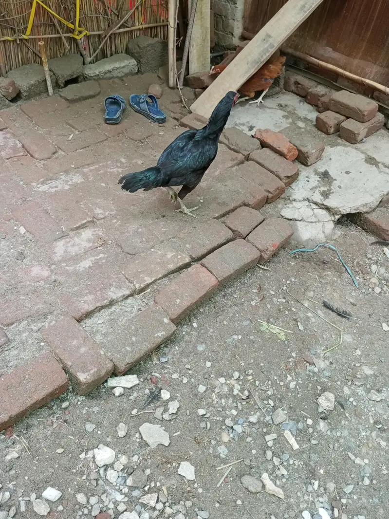 pure aseel — photo 7