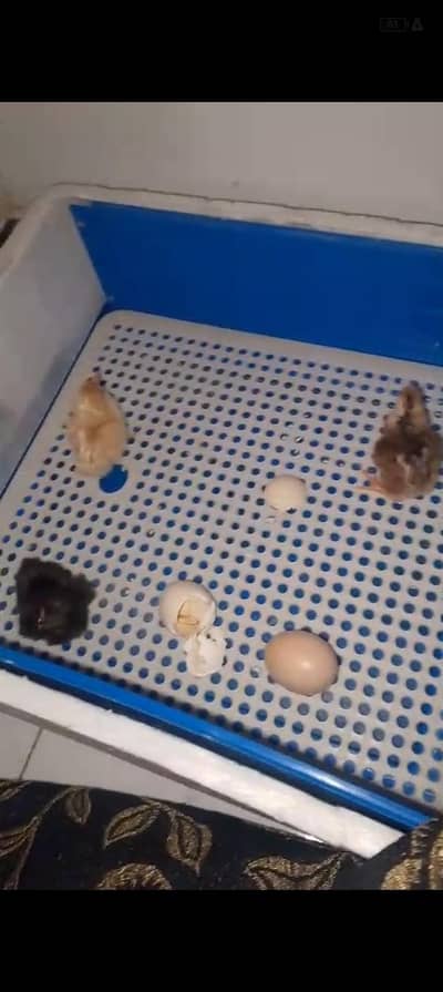 Automatic incubator