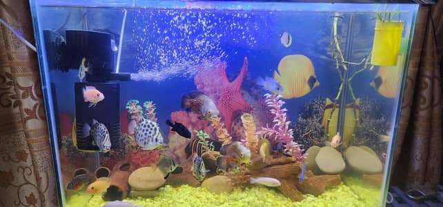 Monsters fish sell