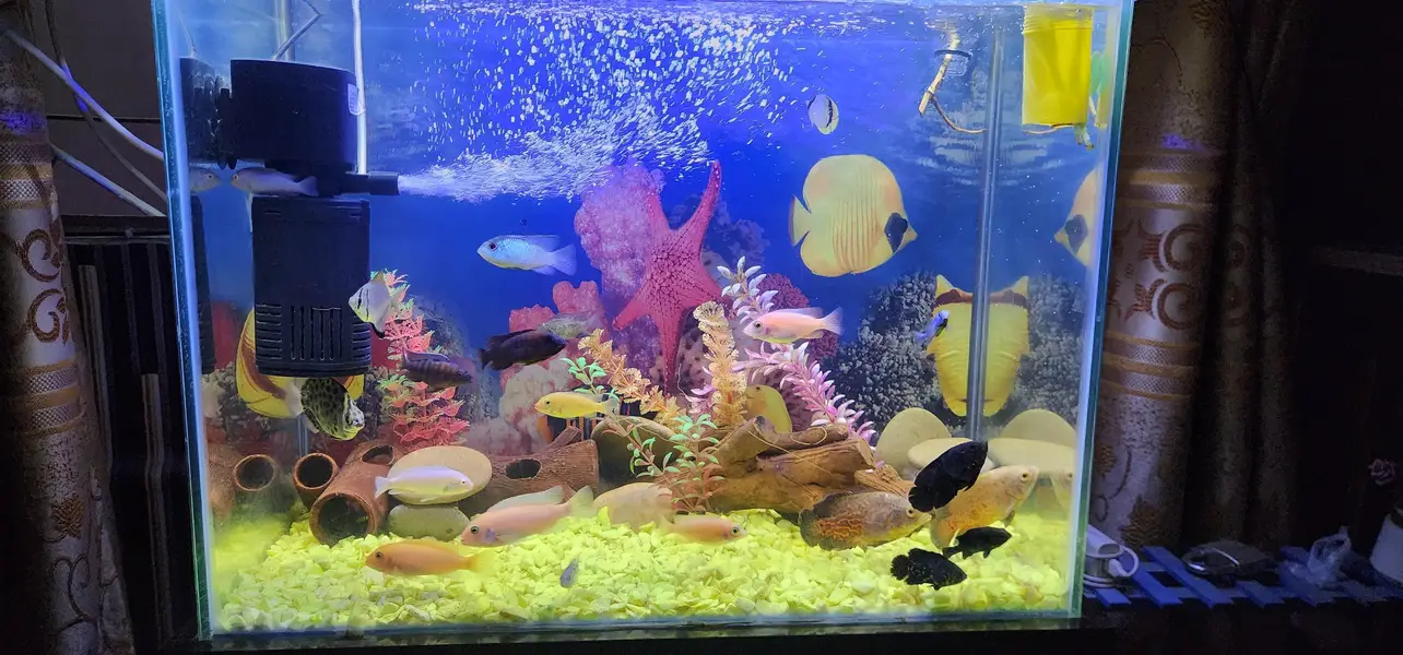 Monsters fish sell — photo 2