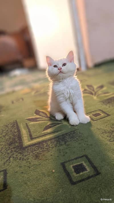 Playful & Active Kitten Looking for a New Home