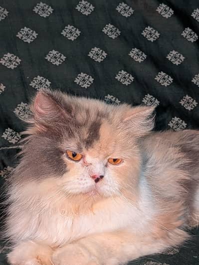 female cat Persian triple coated punch face