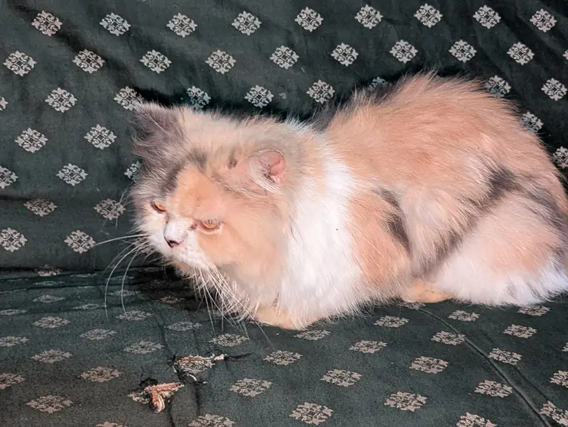 female cat Persian triple coated punch face — photo 2